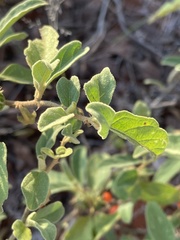 Solanum catombelense
