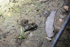 Onthophagus trituber