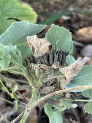 Abutilon pilosocinereum