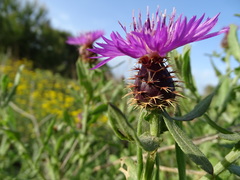 Centaurea valentina