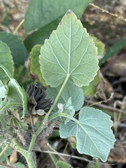 Abutilon pilosocinereum