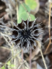 Abutilon pilosocinereum