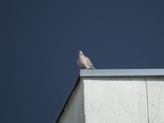 Streptopelia decaocto