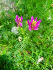 Astragalus onobrychis
