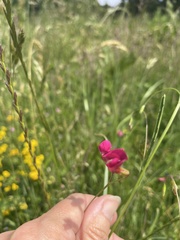 Lathyrus nissolia