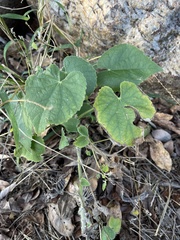 Abutilon pilosocinereum