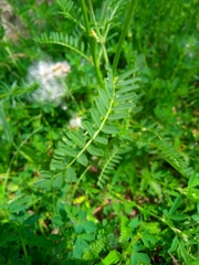 Astragalus onobrychis