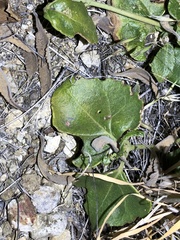 Dichondra occidentalis