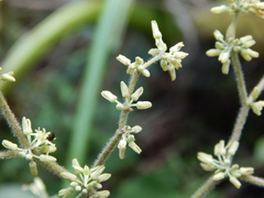 Heliocarpus americanus