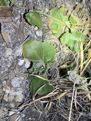 Dichondra occidentalis