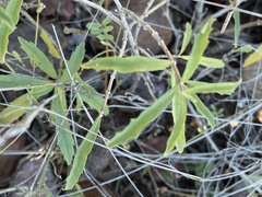 Clerodendrum ternatum