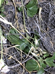 Dichondra occidentalis