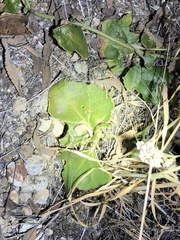 Dichondra occidentalis