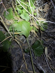 Dichondra occidentalis