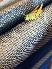 Pseudochorthippus parallelus