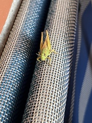 Pseudochorthippus parallelus