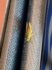 Pseudochorthippus parallelus