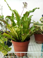 Asplenium nidus