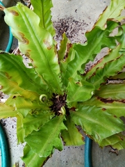 Asplenium nidus