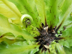 Asplenium nidus