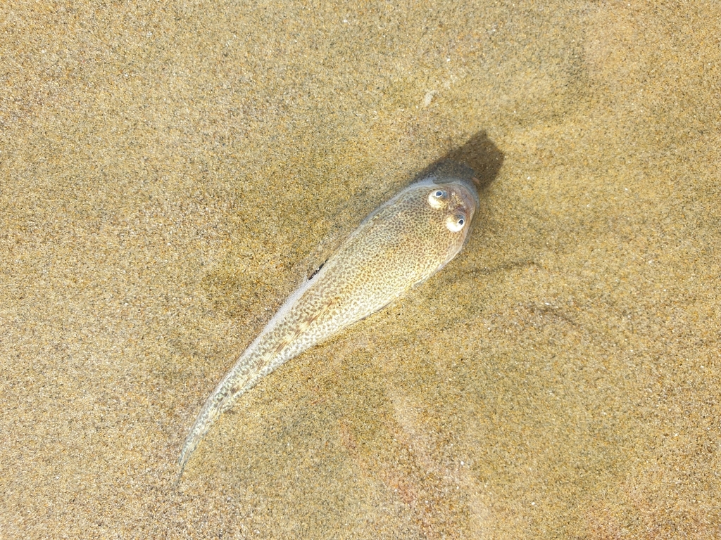 Sandfish
