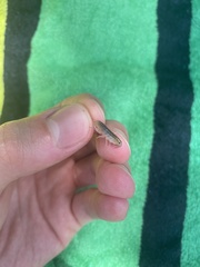 Cryptorchestia garbinii