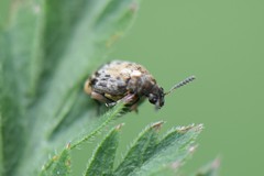 Megabruchidius dorsalis