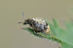 Megabruchidius dorsalis