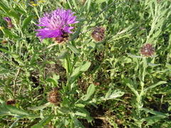 Centaurea valentina