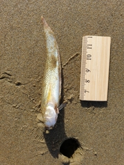 Sandfish photo 2