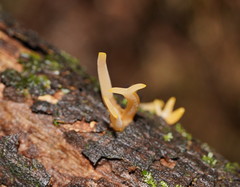 Calocera fusca