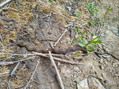 Erythrolamprus epinephalus