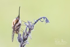 Bombylius medius