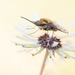 Bombylius medius - Photo (c) Ralph Martin, some rights reserved (CC BY-NC-ND), uploaded by Ralph Martin