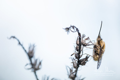 Bombylius medius