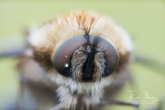 Bombylius medius