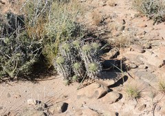 Euphorbia stellispina