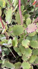 Kalanchoe laxiflora