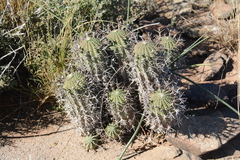 Euphorbia stellispina