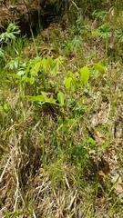 Vicia venosa