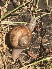 Helix pomatia