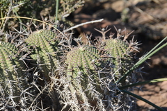 Euphorbia stellispina