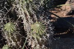 Euphorbia stellispina