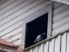 Columba livia domestica