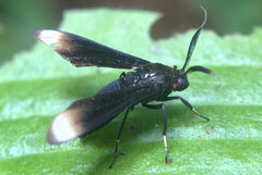Myrmecopsis strigosa