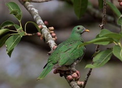 Ptilinopus leclancheri