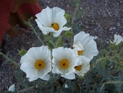 Argemone pleiacantha