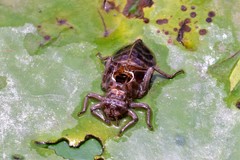 Sinictinogomphus clavatus