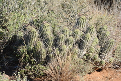 Euphorbia stellispina