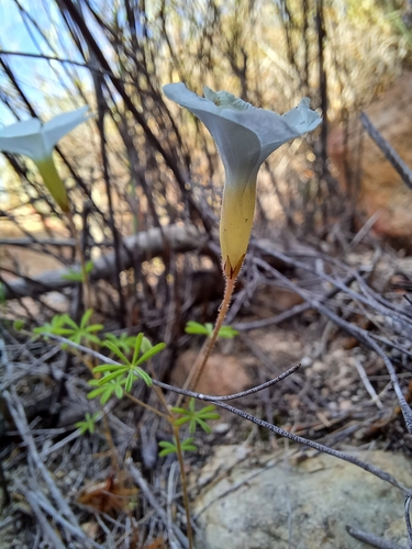 Image of Oxalis engleriana by (c) Danie Palm, some rights reserved (CC BY)